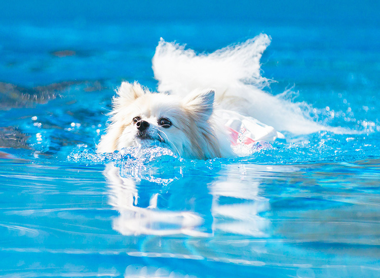 泳ぐ犬